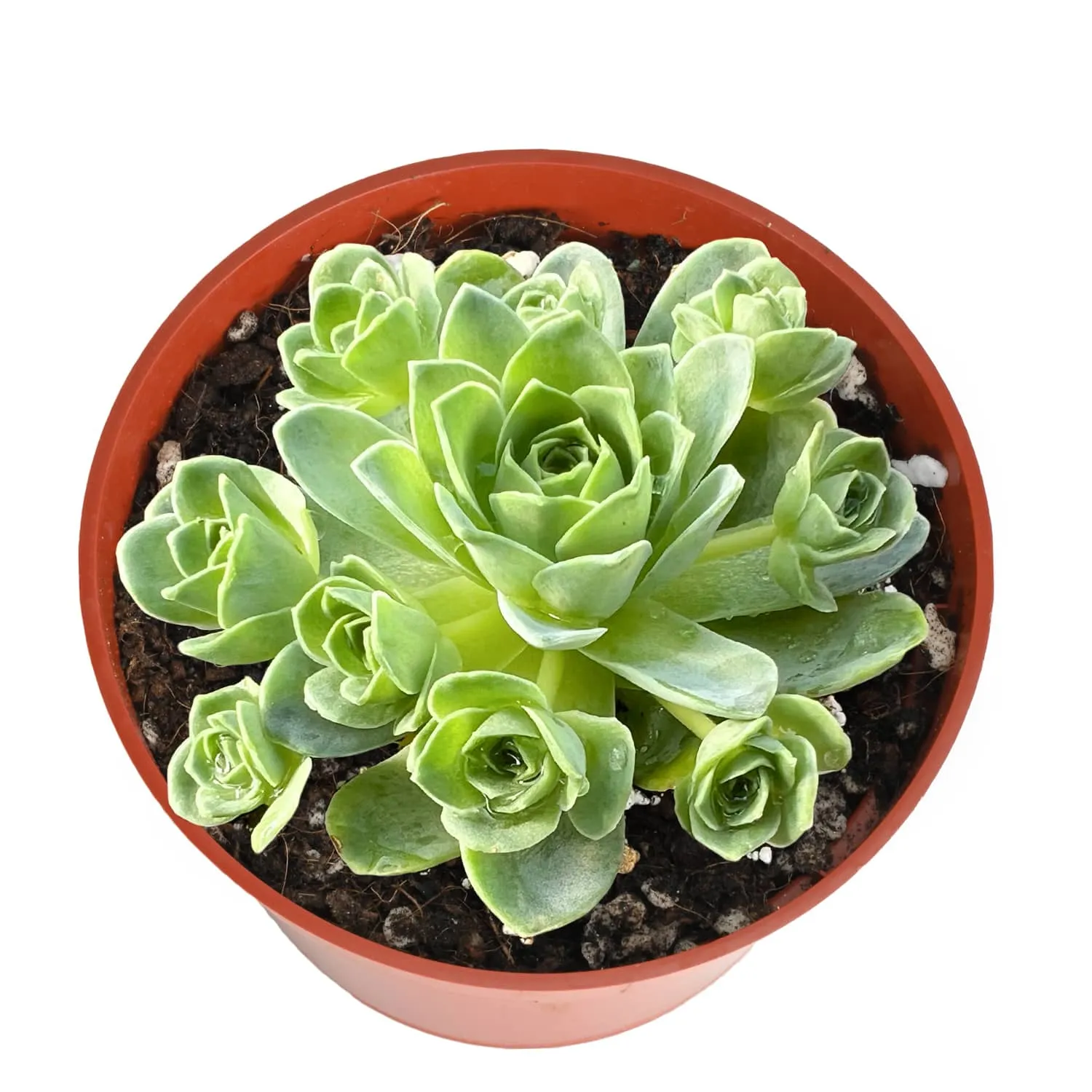 Aeonium Dodrantale / Greenovia Dodrantalis (4 inch)