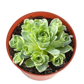 Aeonium Dodrantale / Greenovia Dodrantalis (4 inch)