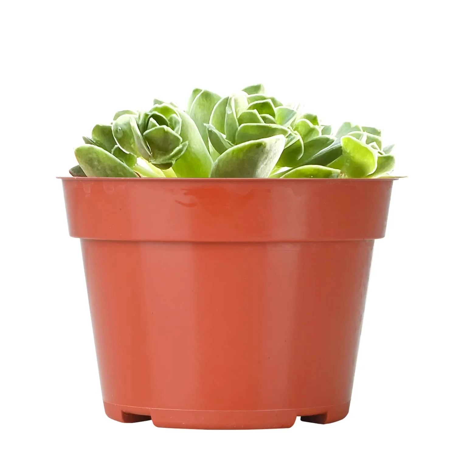 Aeonium Dodrantale / Greenovia Dodrantalis (4 inch)