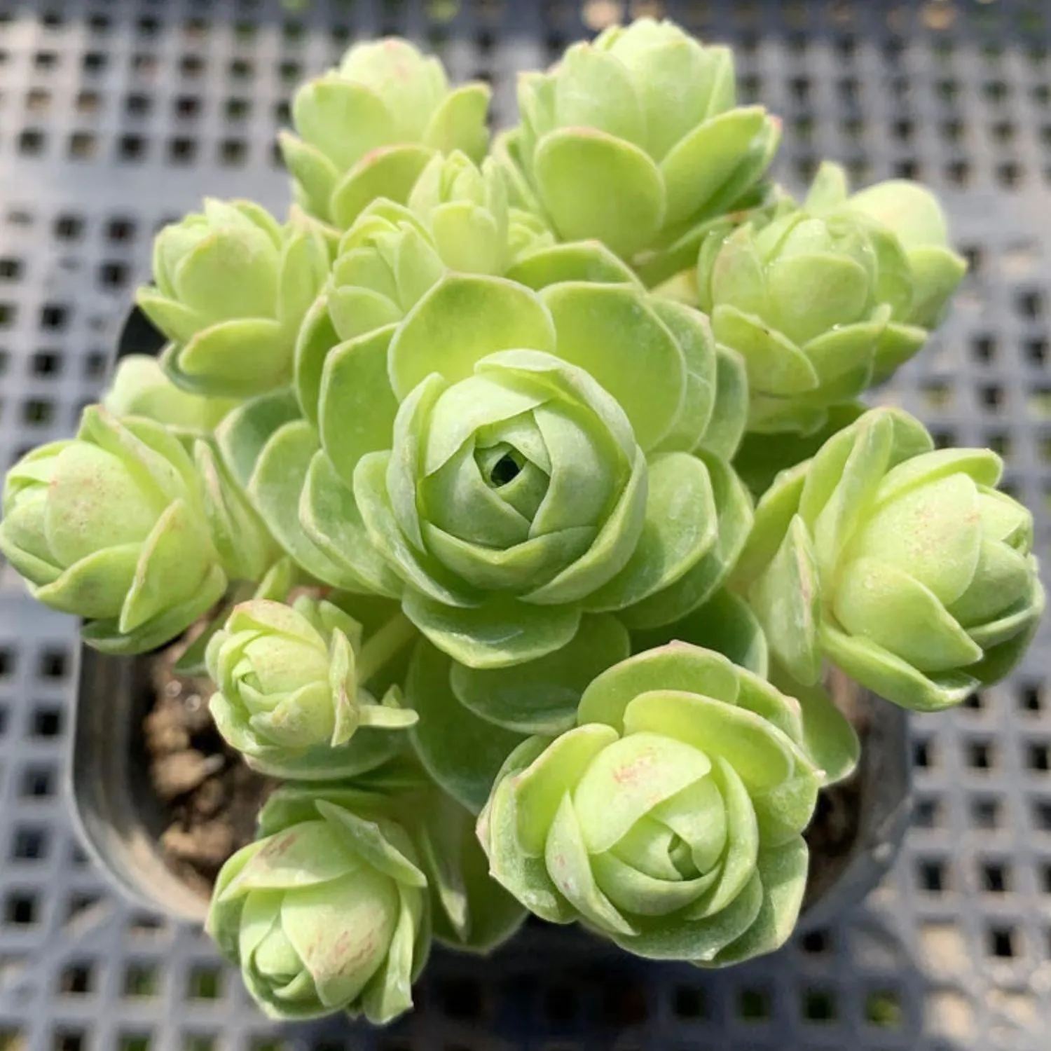 Aeonium Dodrantale / Greenovia Dodrantalis (4 inch)
