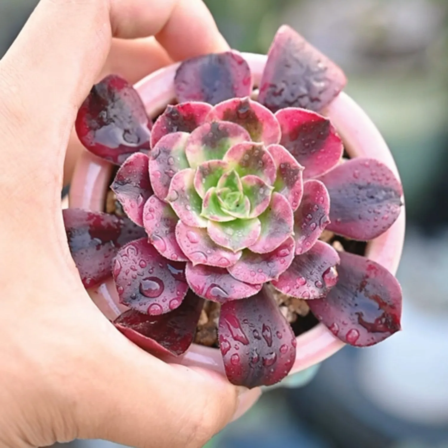 Aeonium 'Medusa'