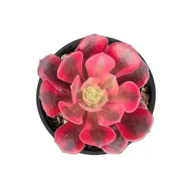 Aeonium 'Medusa'