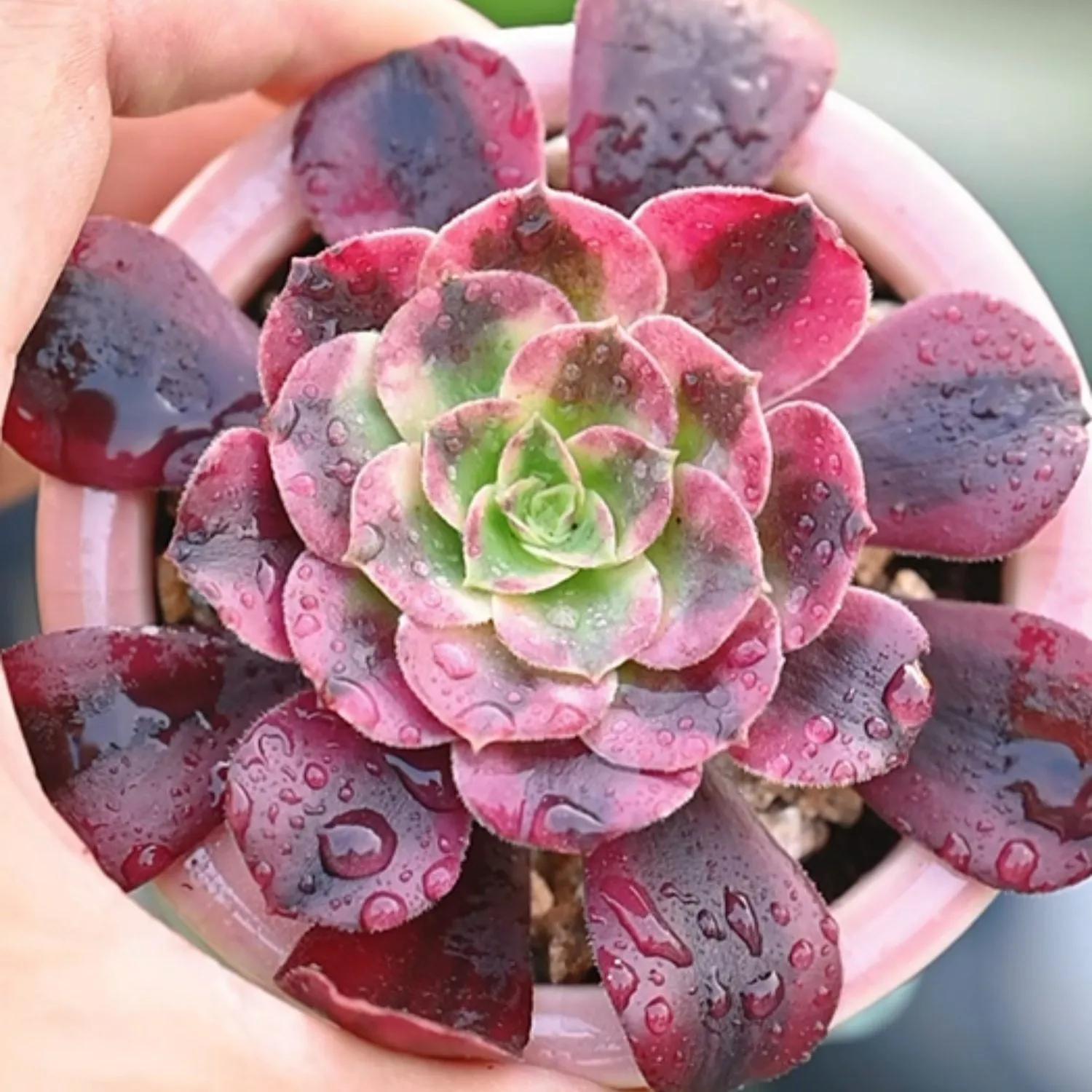 Aeonium 'Medusa'