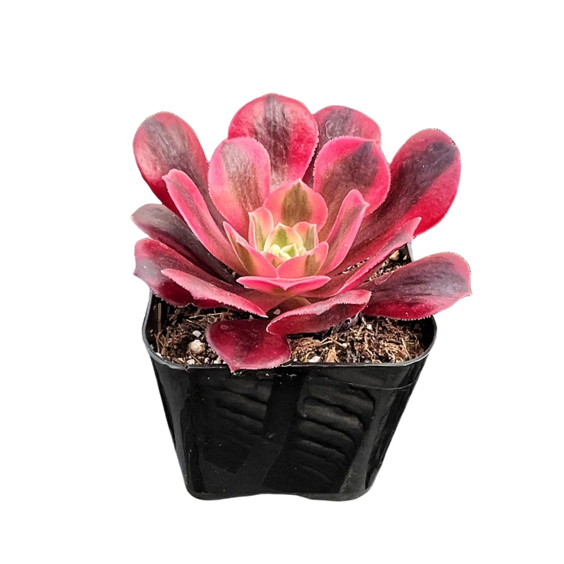 Aeonium 'Medusa'