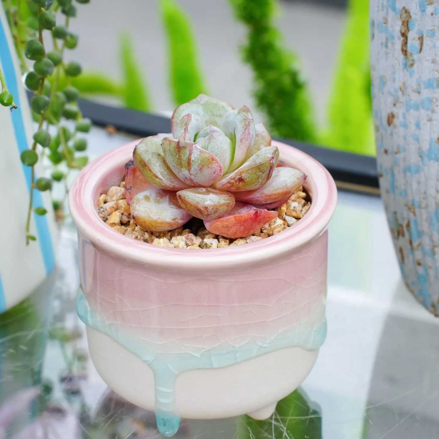 Echeveria 'German Champagne' (Rare)