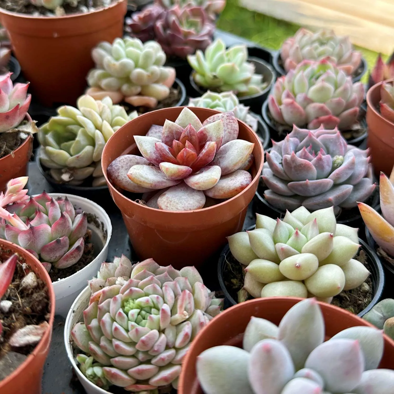 Echeveria 'German Champagne' (Rare)