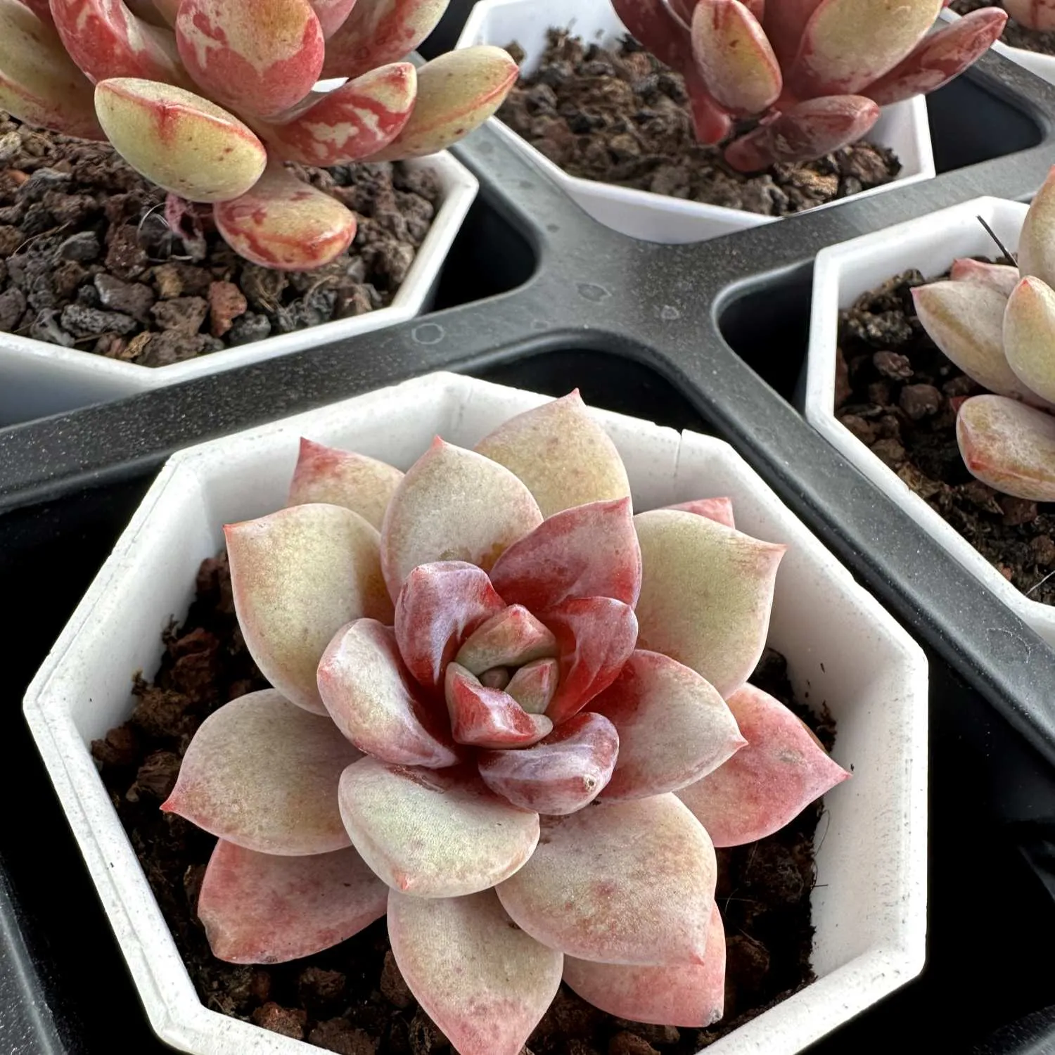 Echeveria 'German Champagne' (Rare)