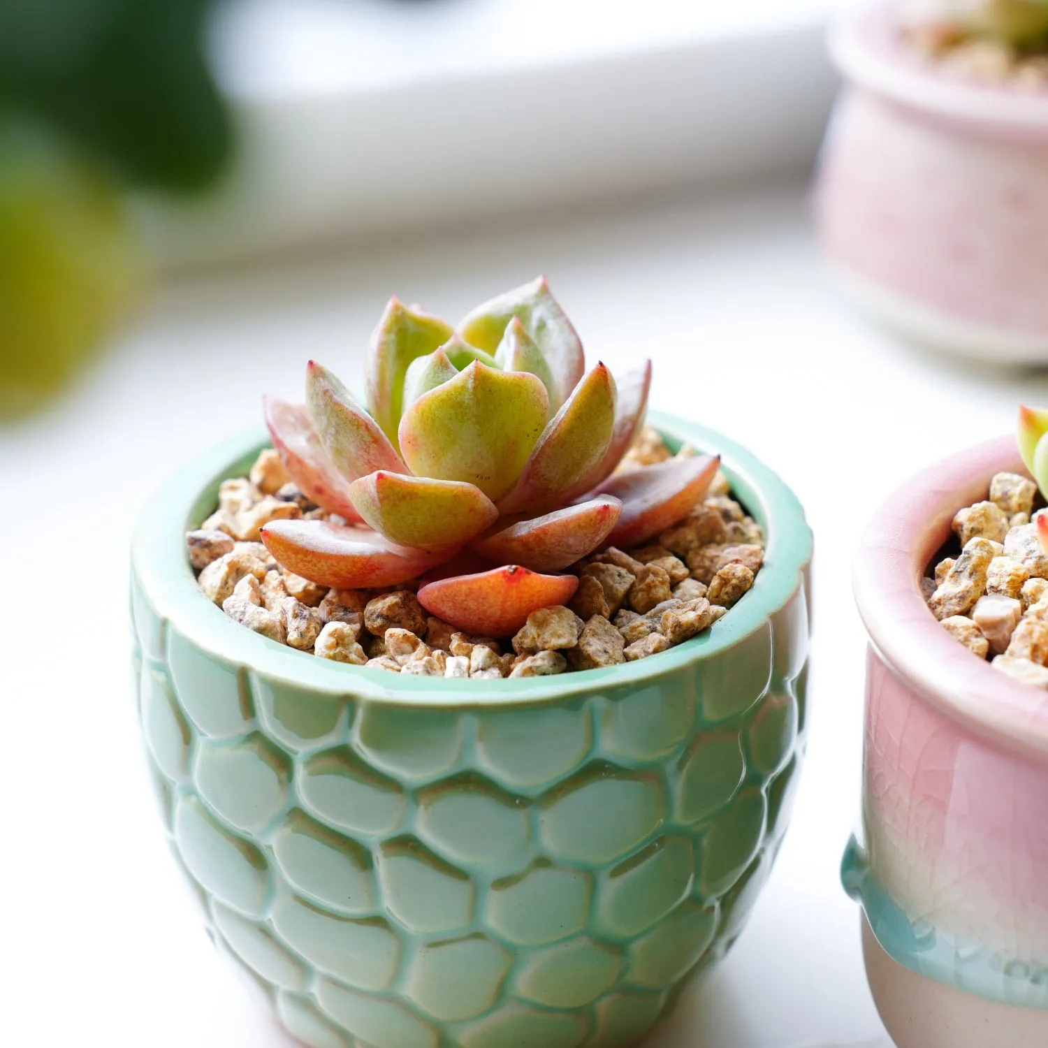 Echeveria 'German Champagne' (Rare)