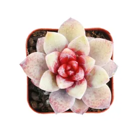 Echeveria 'German Champagne' (Rare)