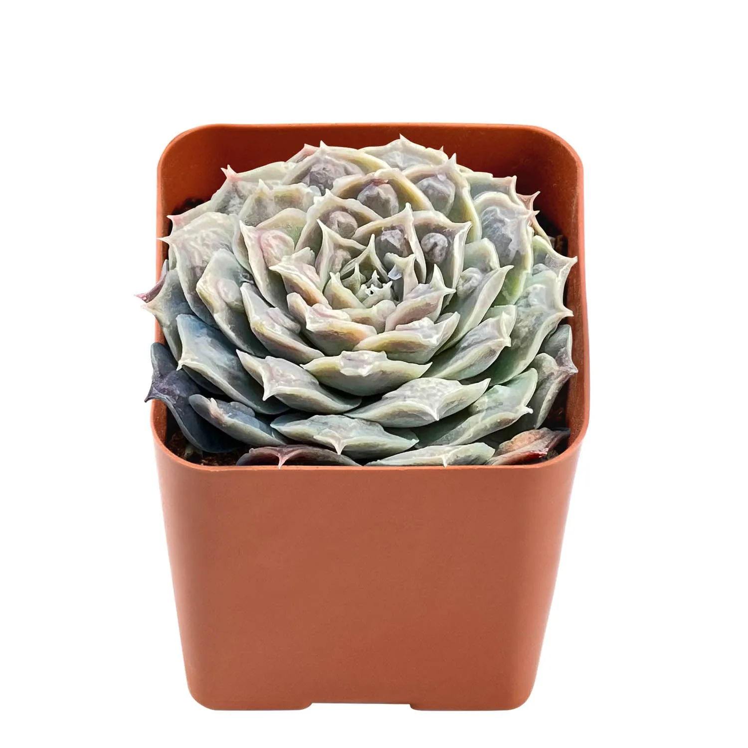 Echeveria 'Gilo Drops'
