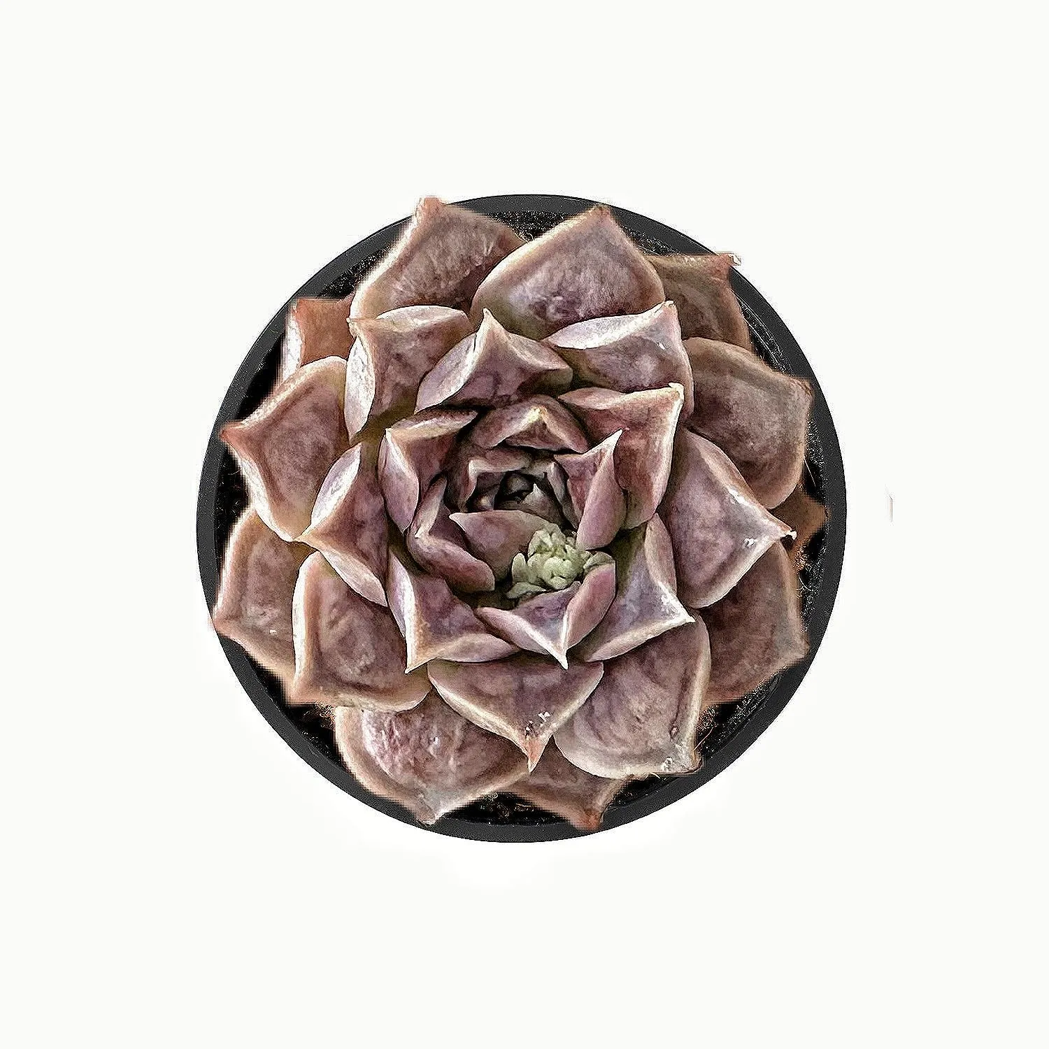 Echeveria 'Gilo Drops'