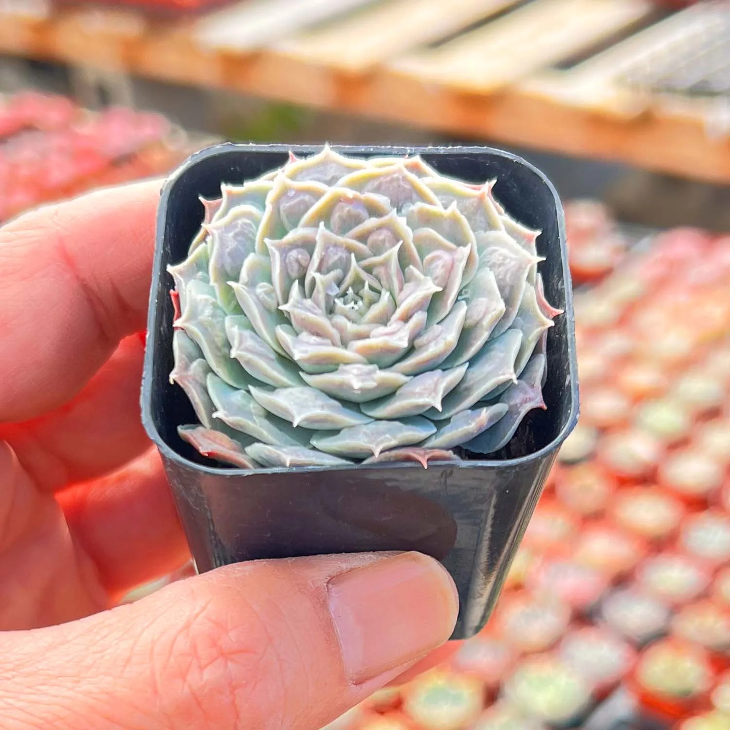 Echeveria 'Gilo Drops'