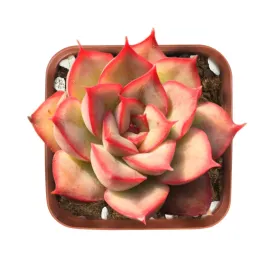 Echeveria 'Orion'