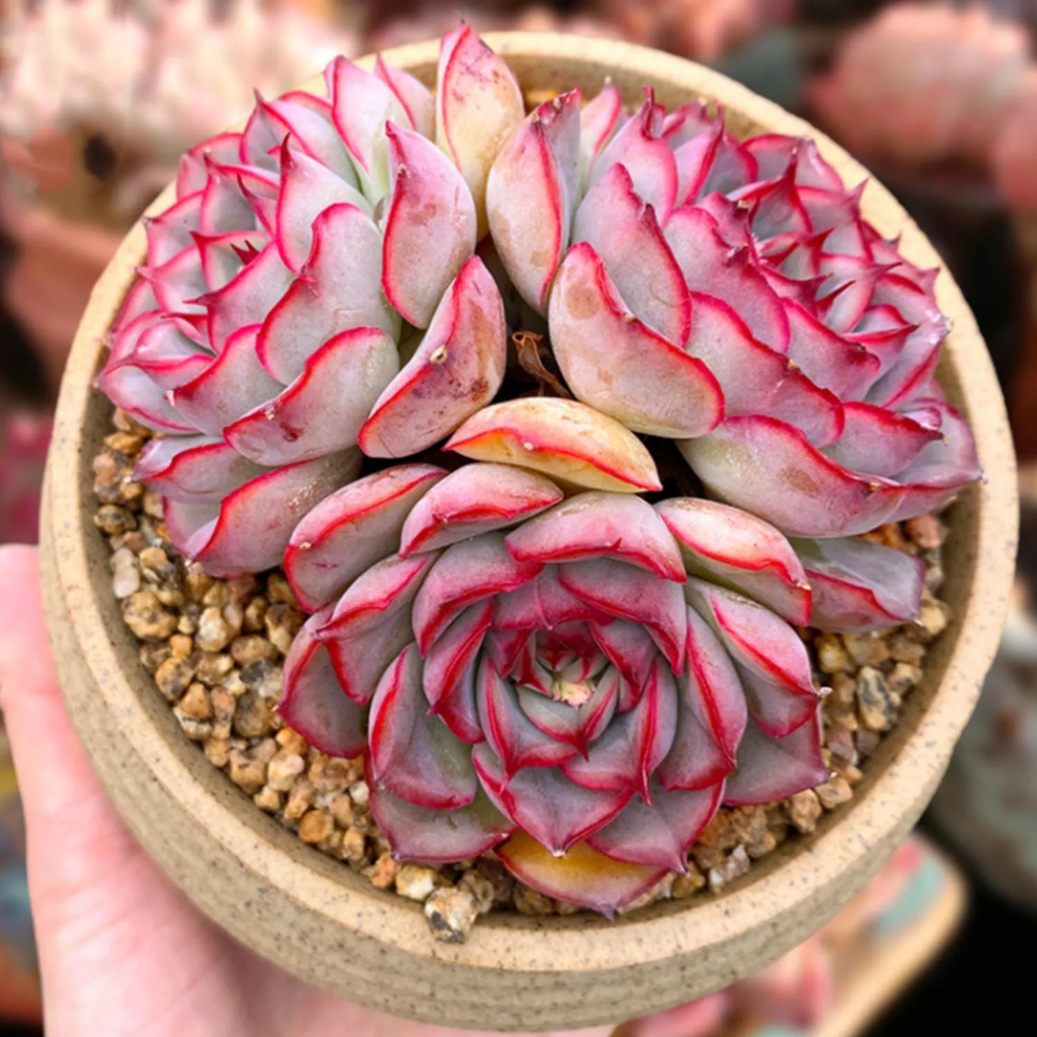 Echeveria 'Orion'