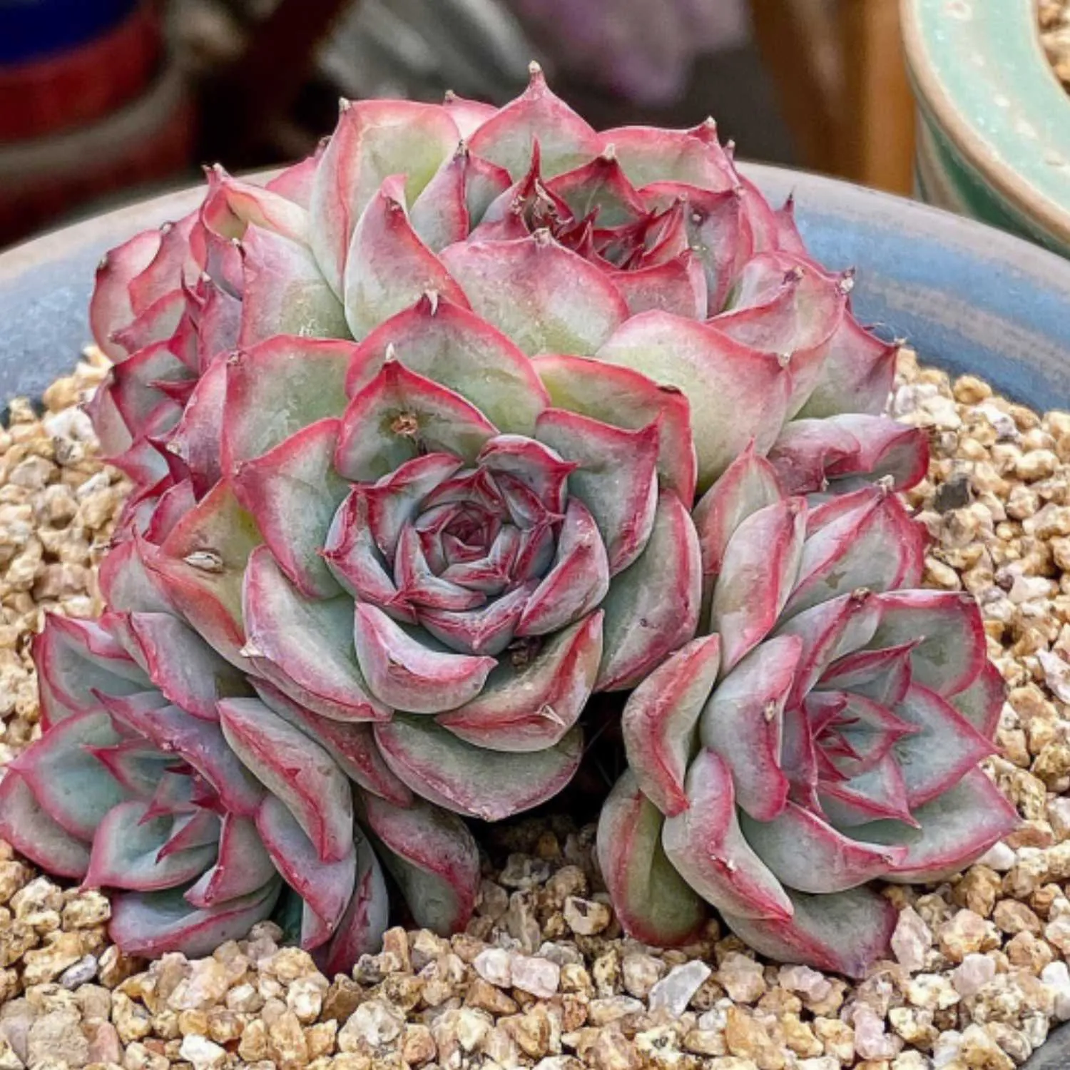 Echeveria 'Orion'