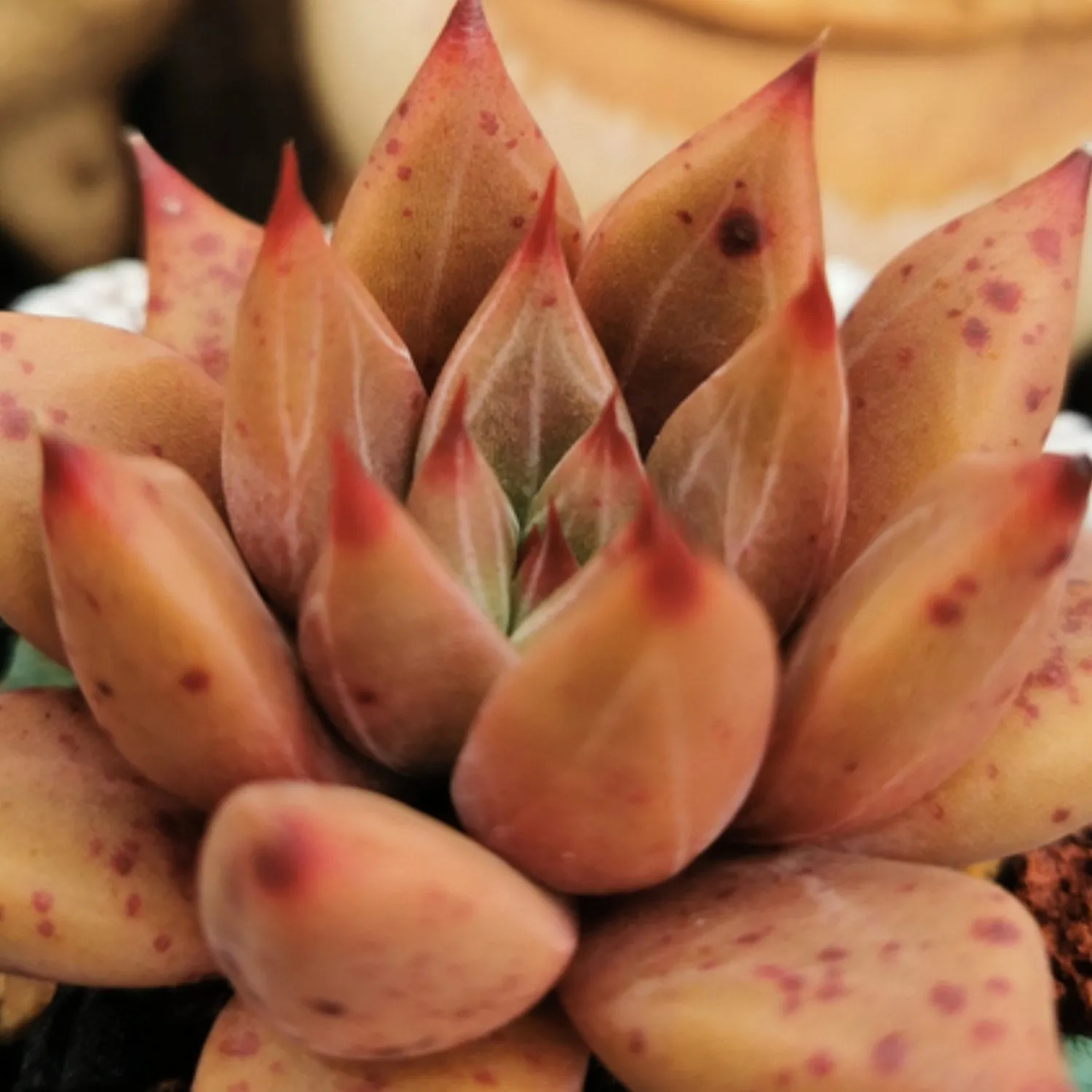 Echeveria Psyche