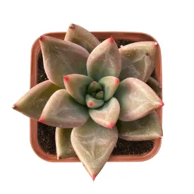 Echeveria Psyche