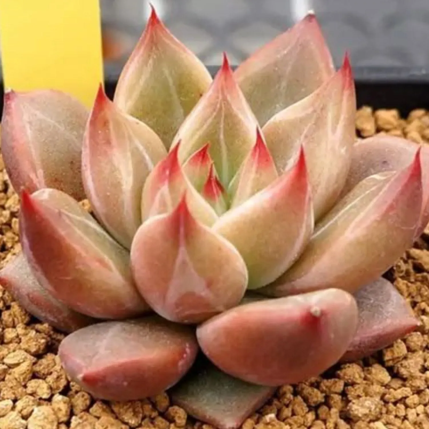 Echeveria Psyche