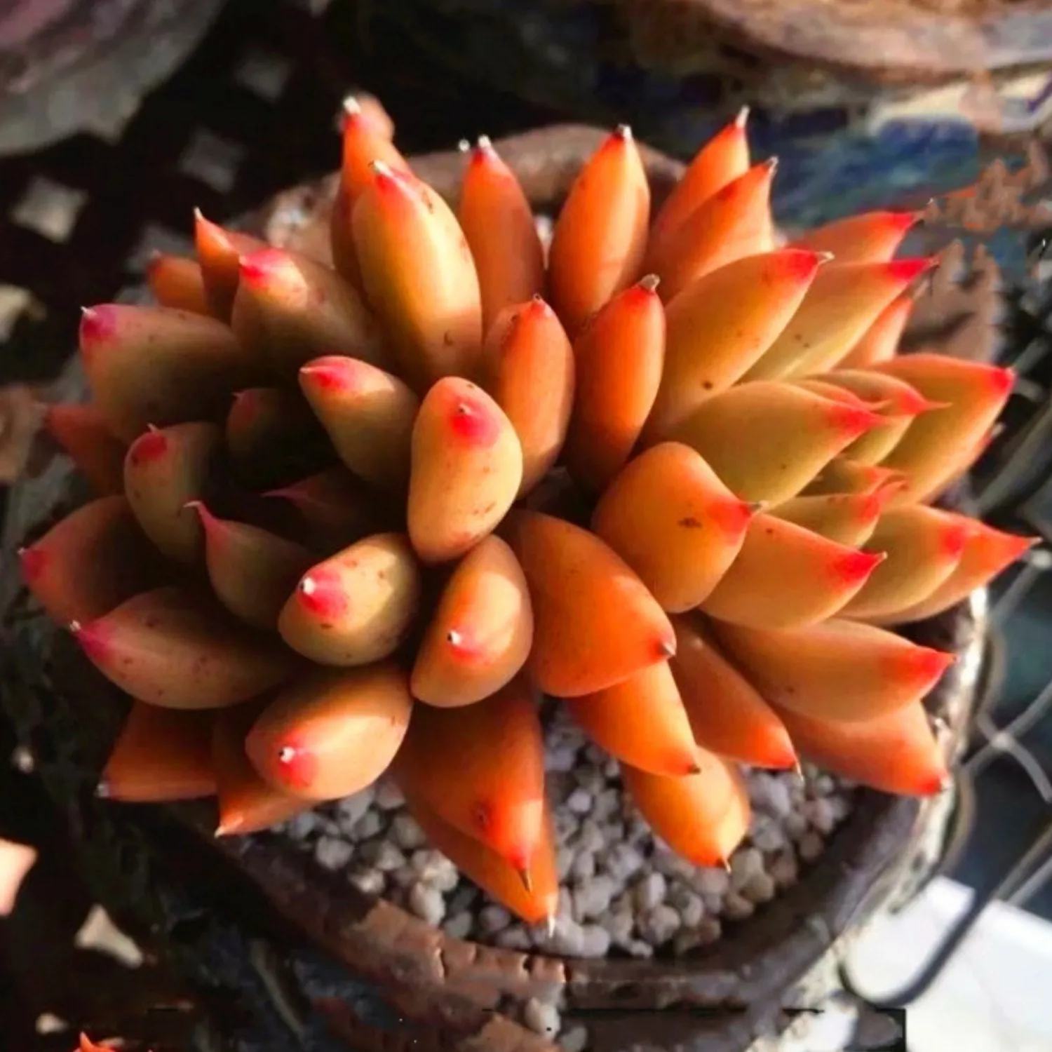 Echeveria Psyche