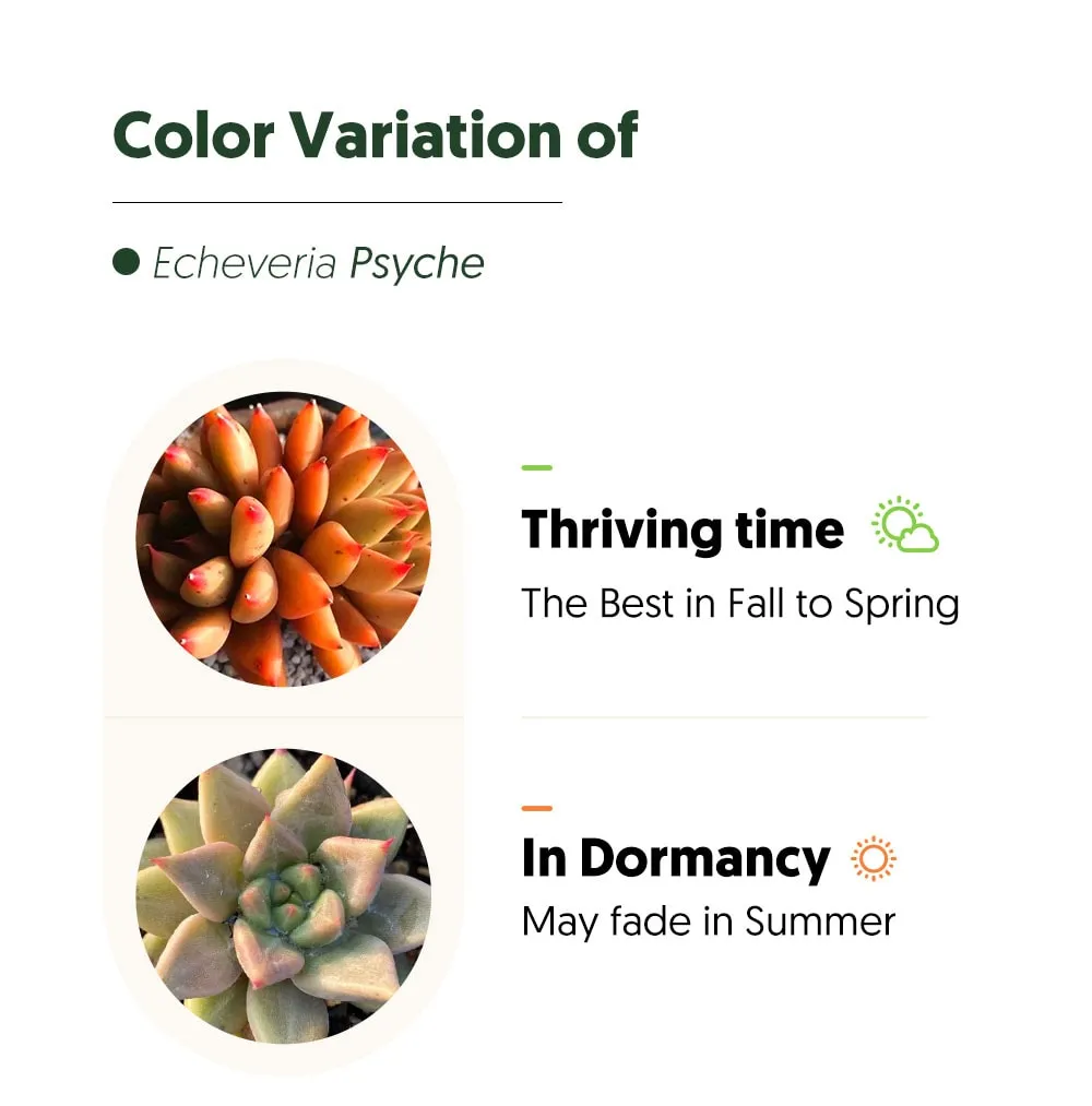 Echeveria Psyche