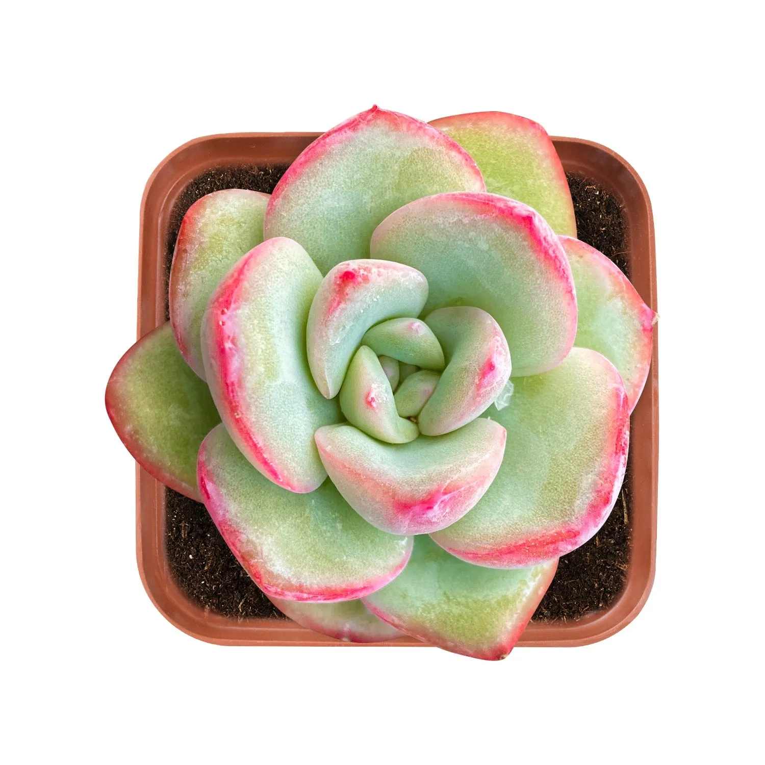 Echeveria Sensation