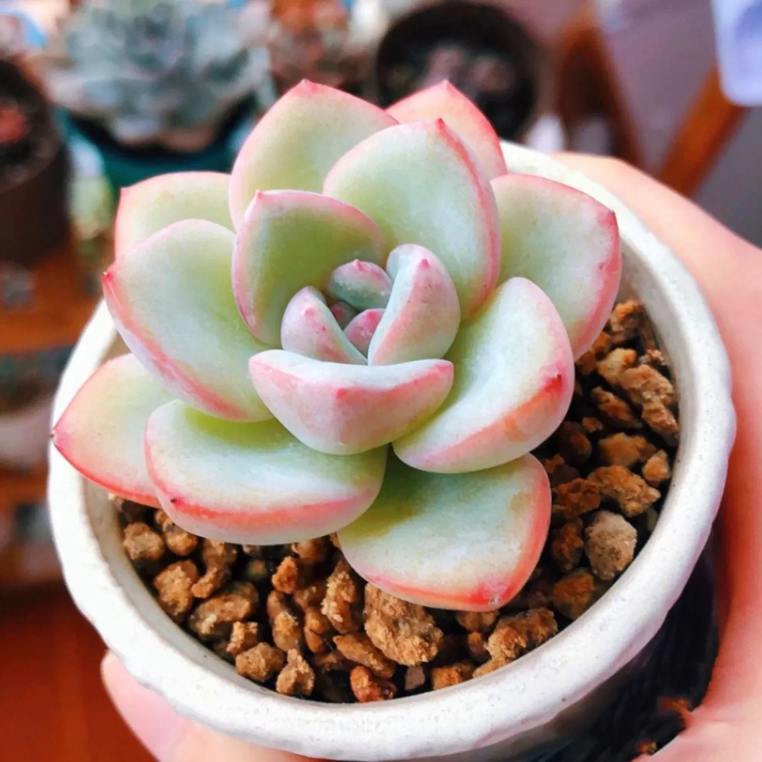 Echeveria Sensation