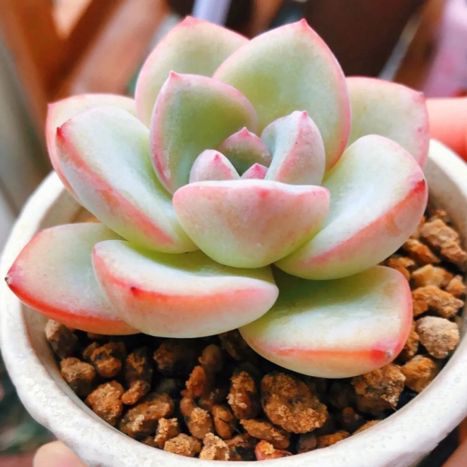 Echeveria Sensation