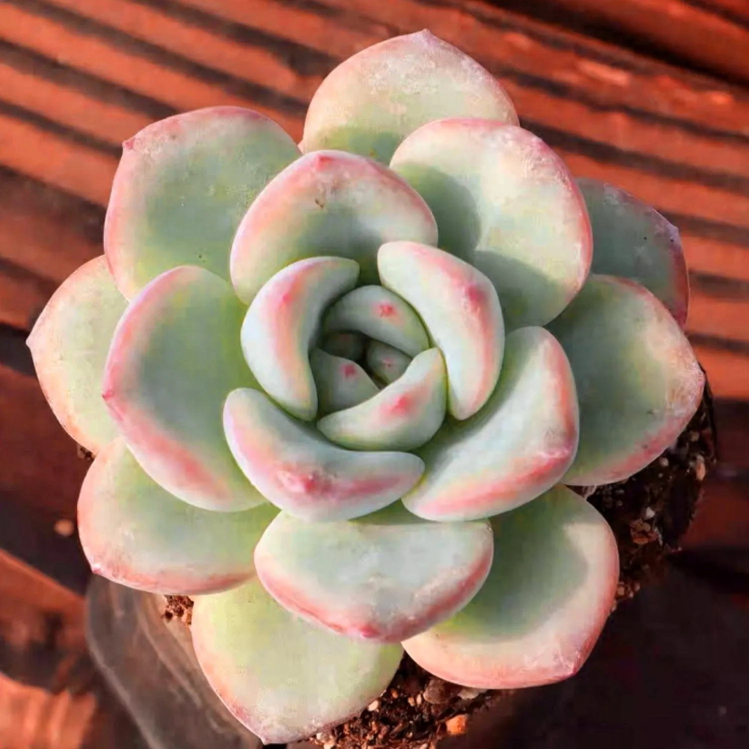 Echeveria Sensation
