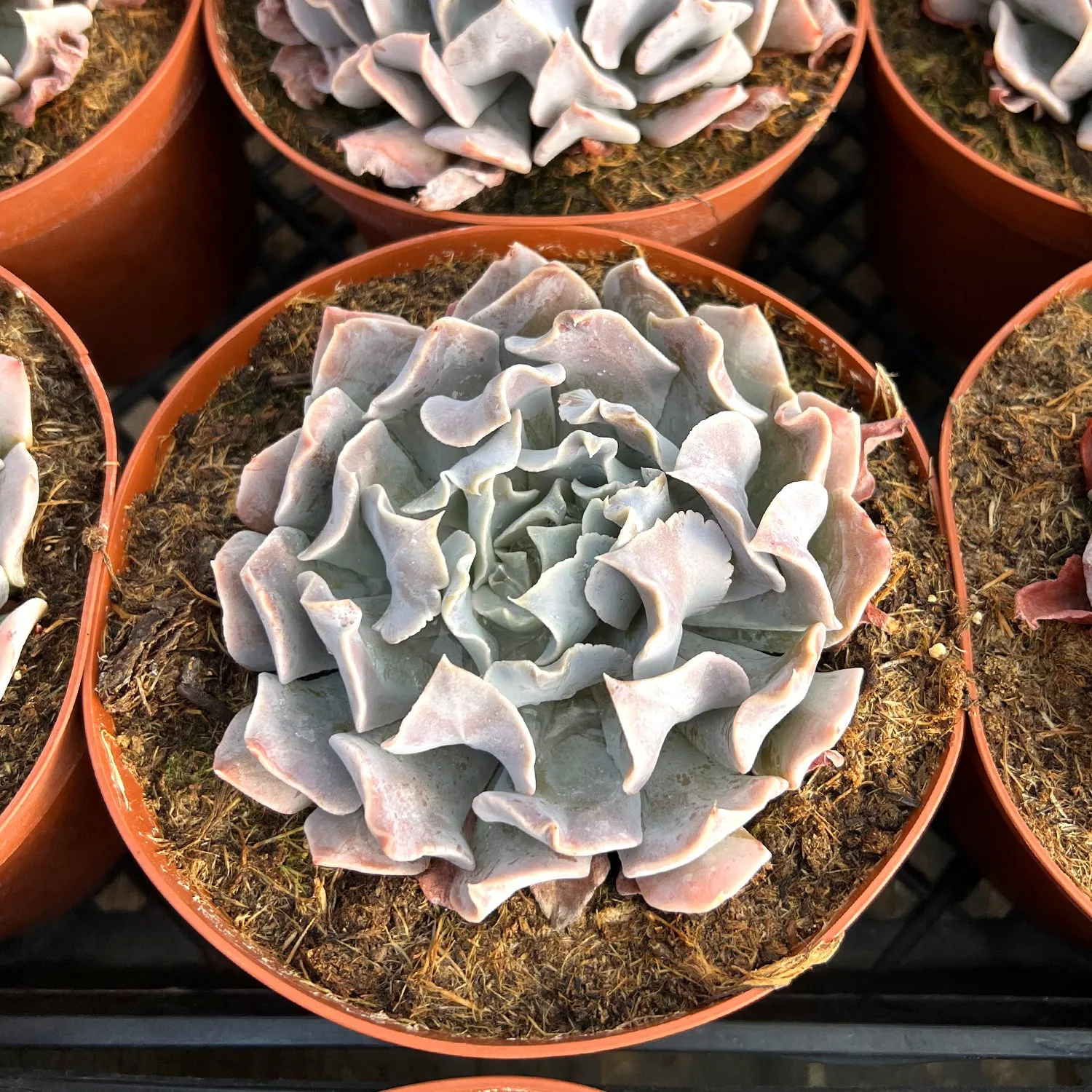 Echeveria 'Swan Lake' (6 inch)(Limited)
