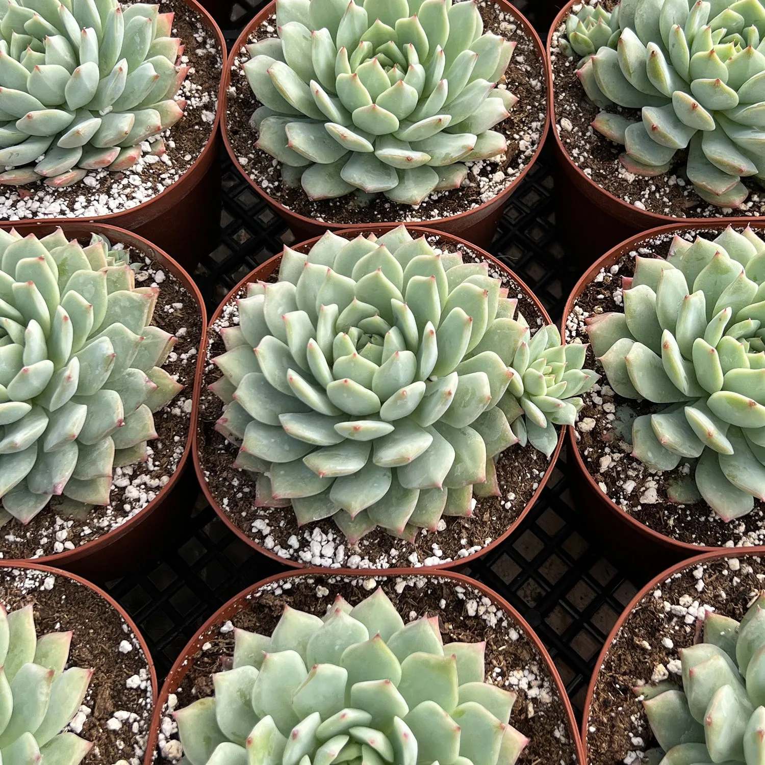 Echeveria Tippy (6 inch)