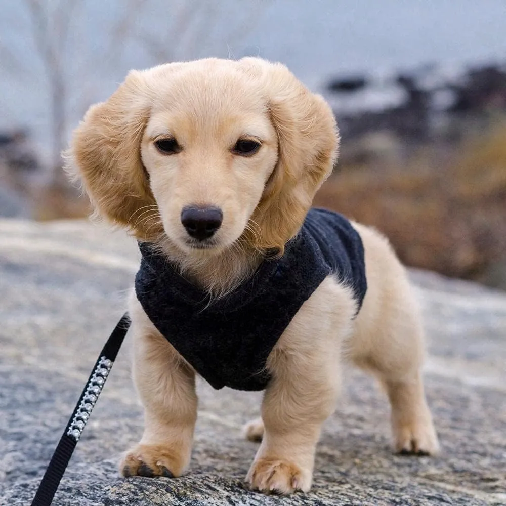 Gooby Fleece Vest Dog Sweater - Black, Medium - Warm Pullover Fleece Dog Jacket with O-Ring Leash - Winter Small Dog Sweater Coat - Cold Weather Dog Clothes for Small Dogs Boy or Girl