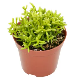 Hatiora Salicornioide (4 inch)