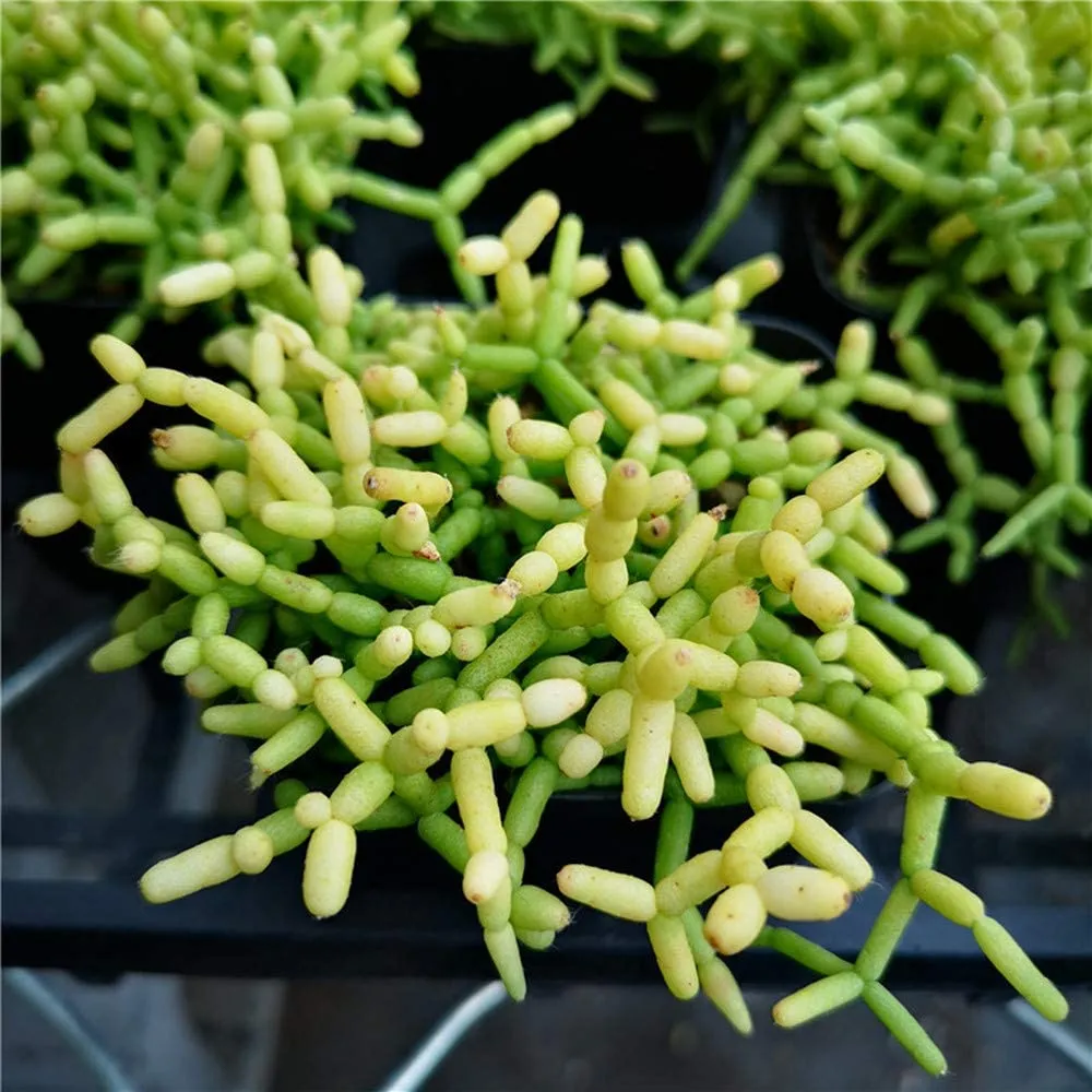 Hatiora Salicornioide (4 inch)