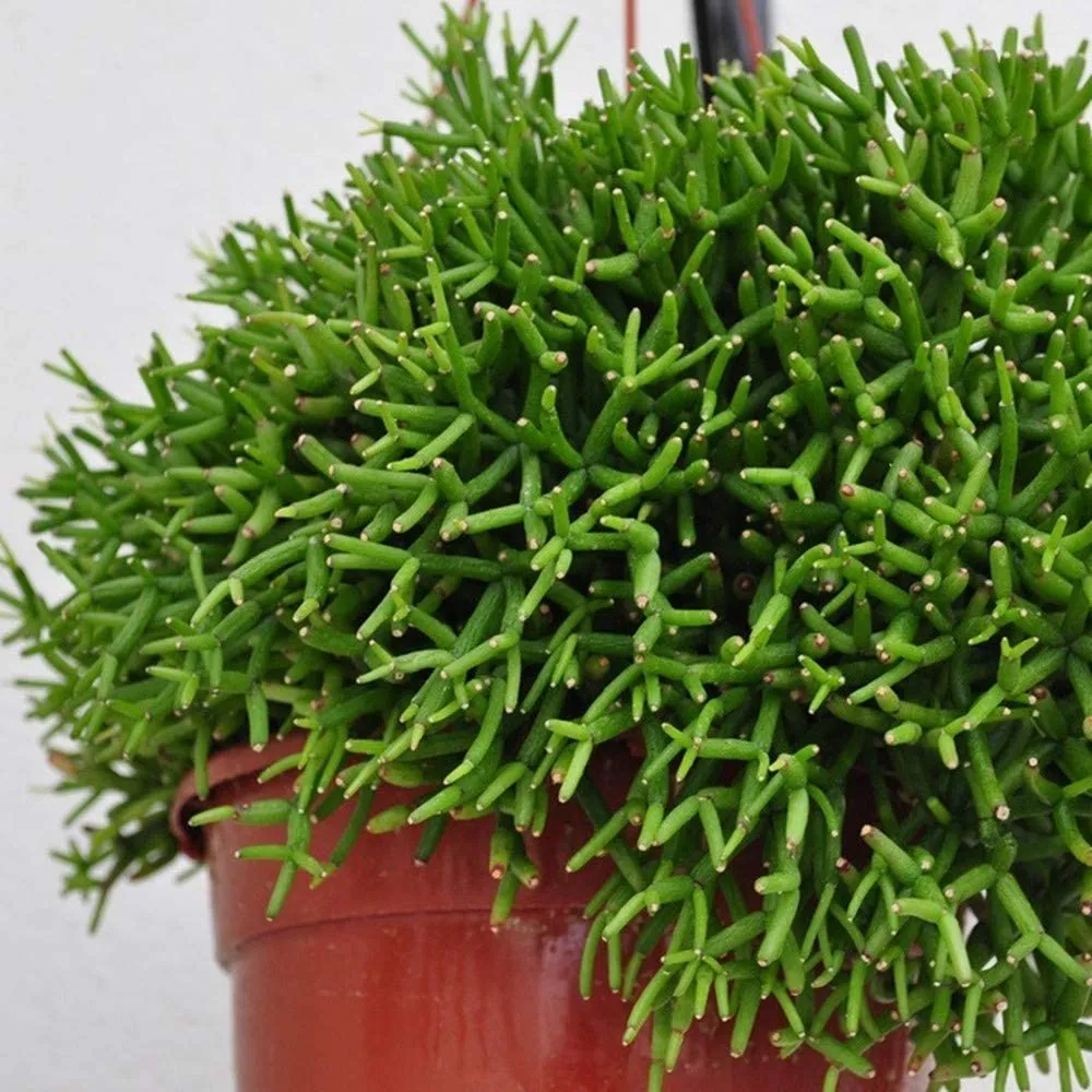 Hatiora Salicornioide (4 inch)