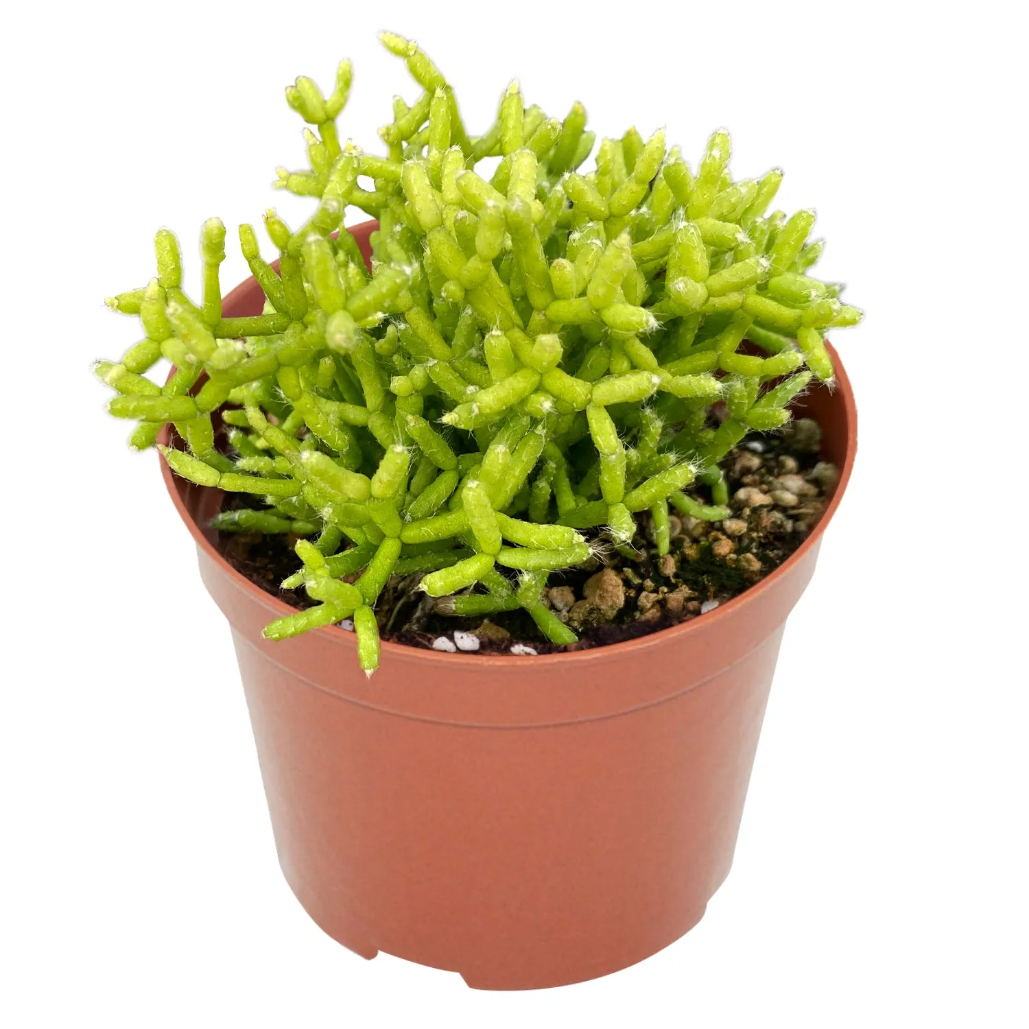 Hatiora Salicornioide (4 inch)
