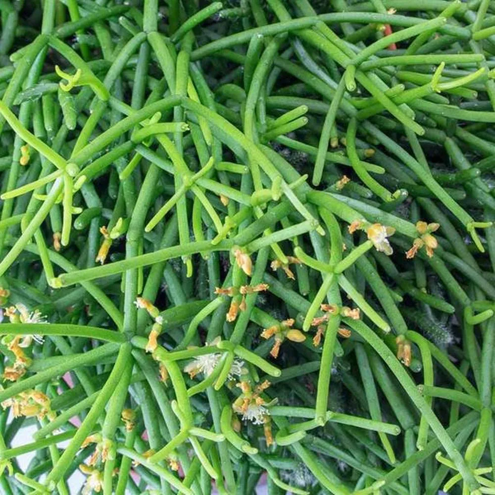 Hatiora Salicornioide (4 inch)