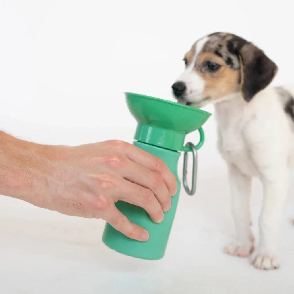 Mini Dog Travel Bottle 15oz - Springer Green