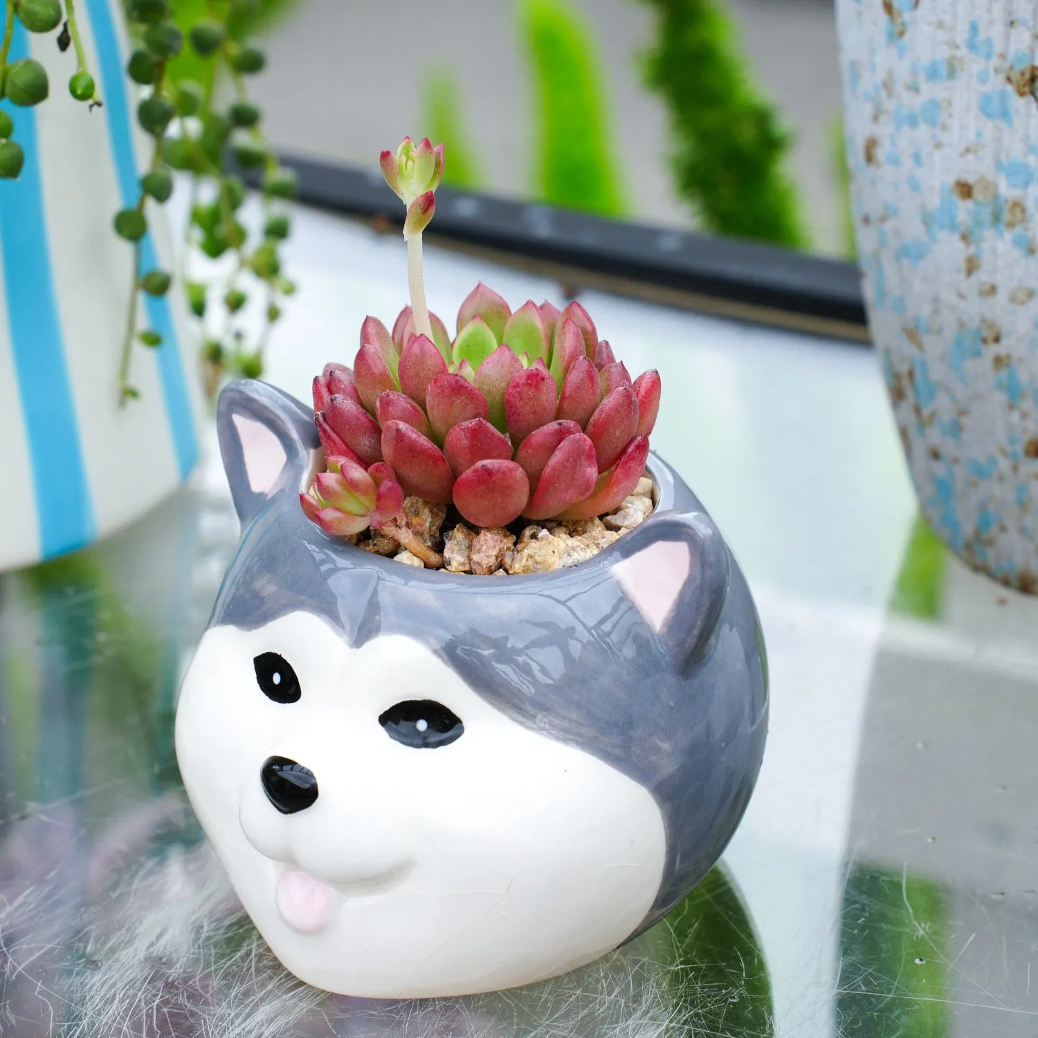 Sedeveria Pink Ruby (4 inch)(Single Head)