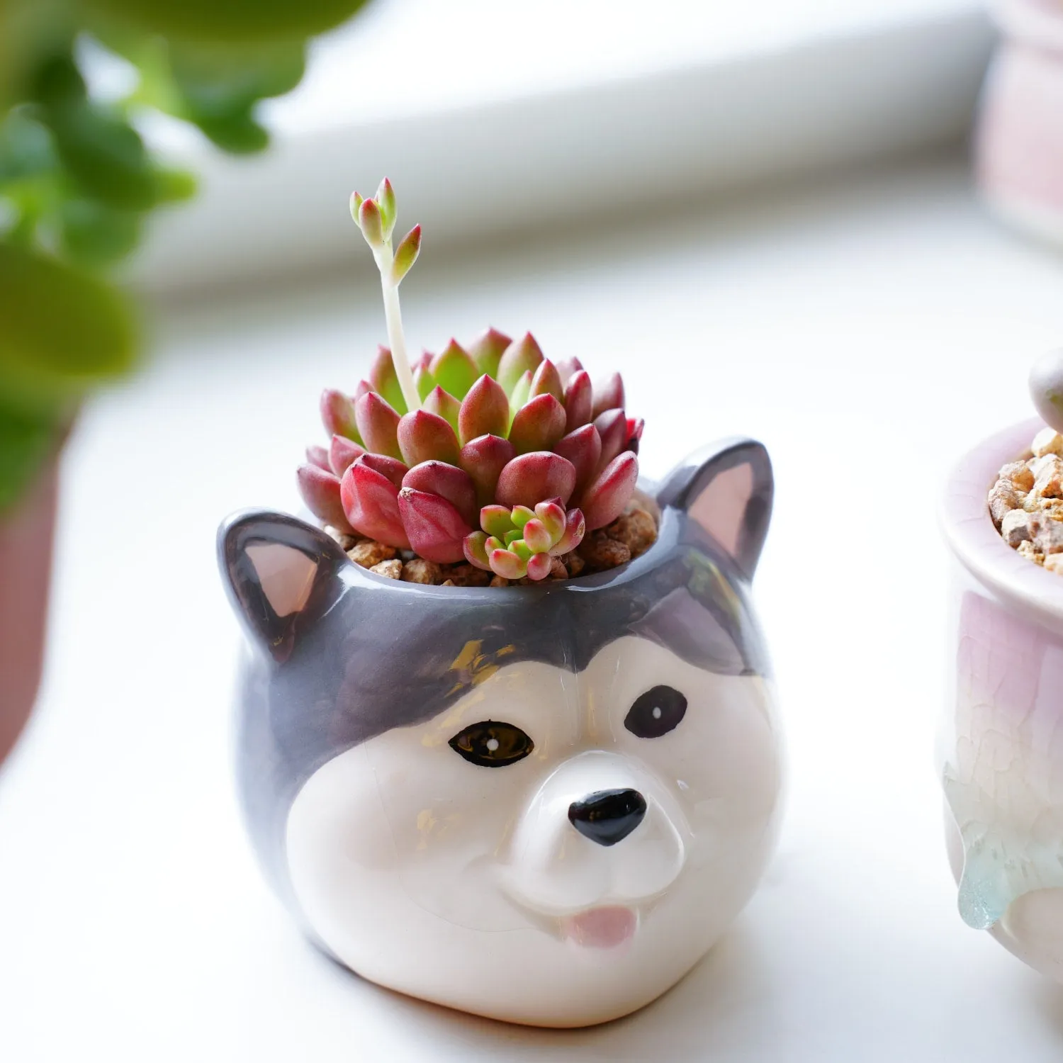 Sedeveria Pink Ruby (4 inch)(Single Head)