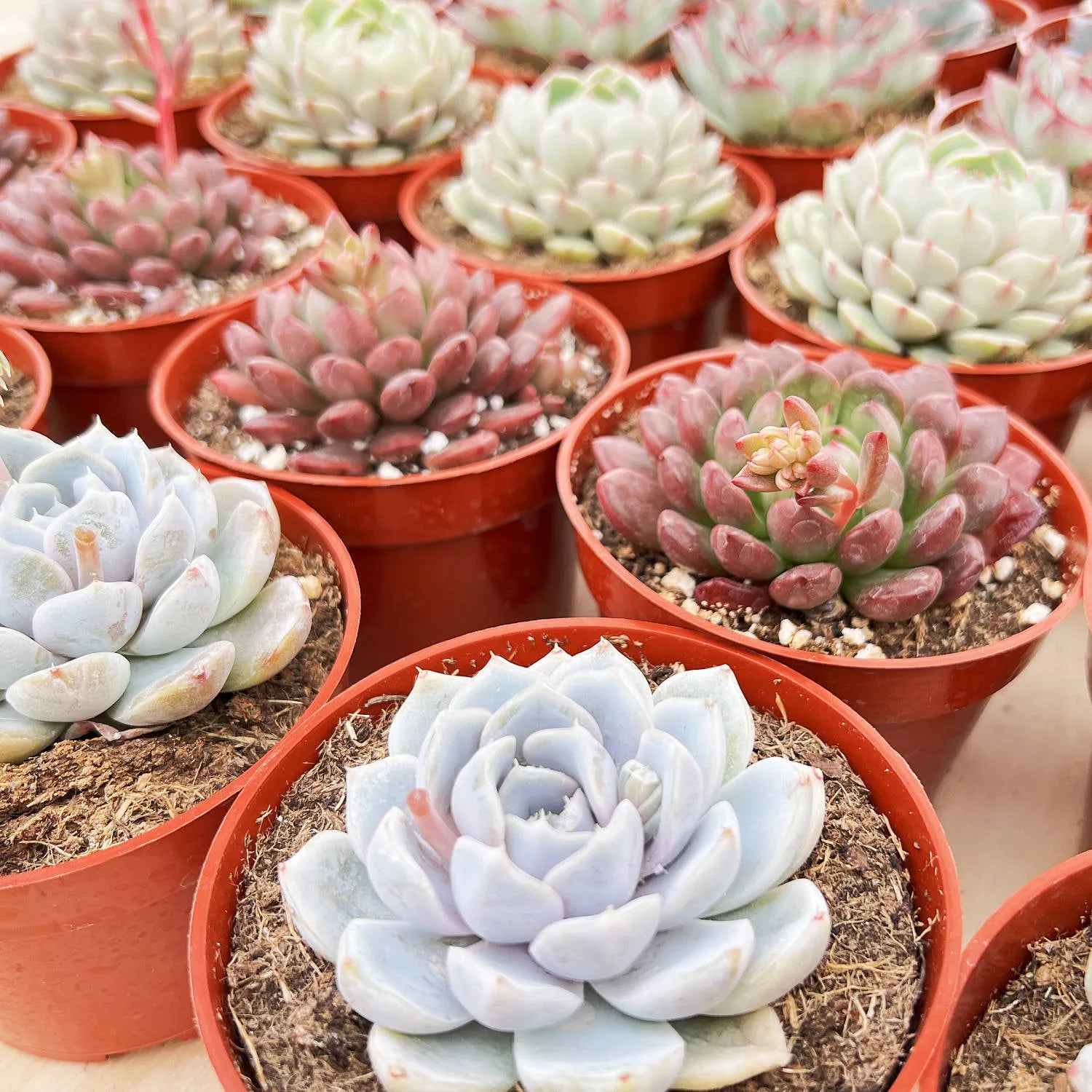 Sedeveria Pink Ruby (4 inch)(Single Head)