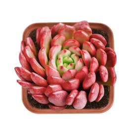 Sedeveria Pink Ruby