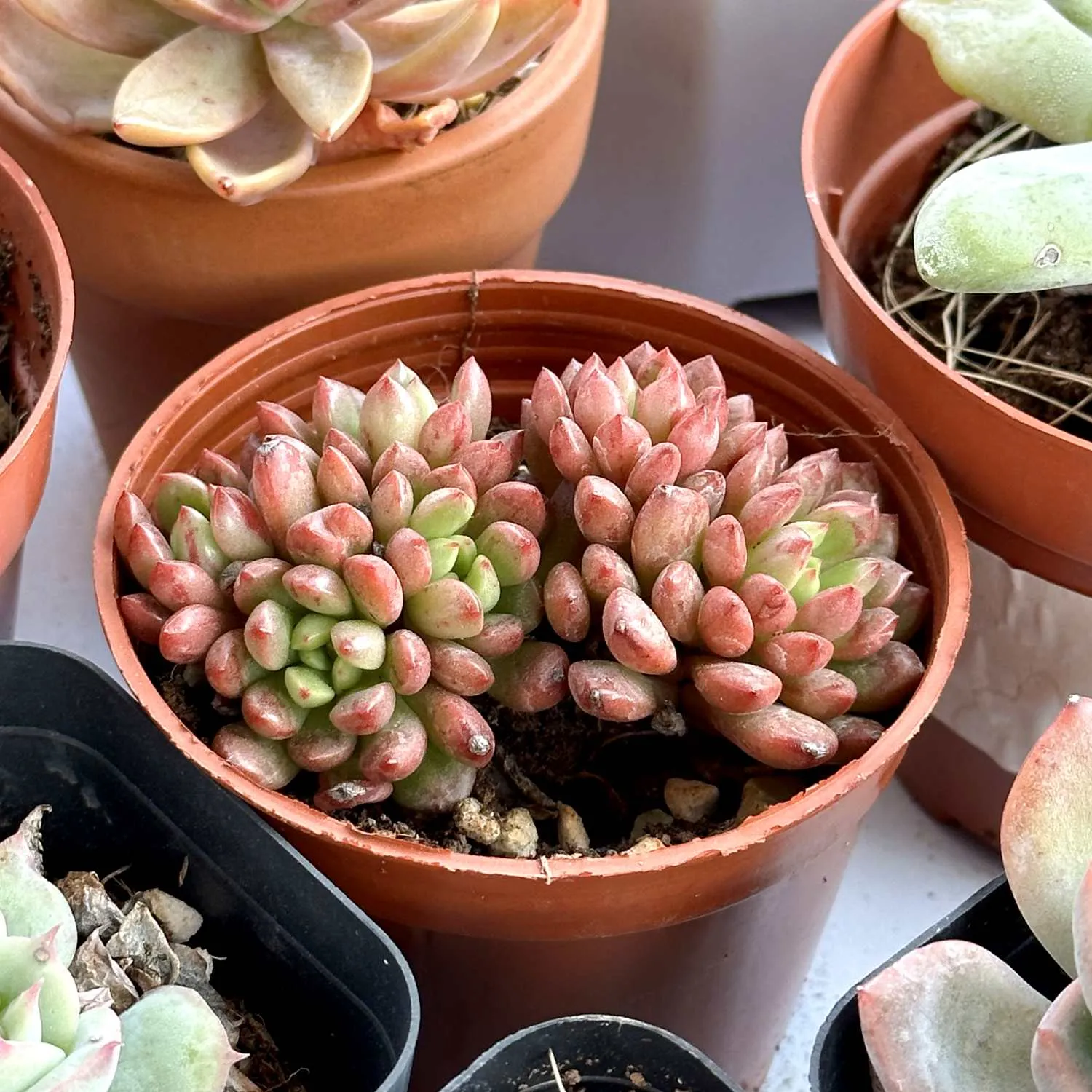 Sedeveria Pink Ruby