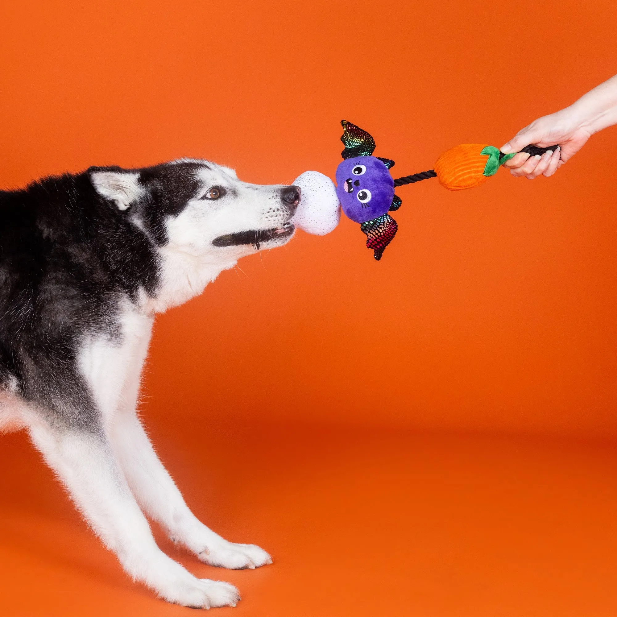 skull bat pumpkin rope dog toy