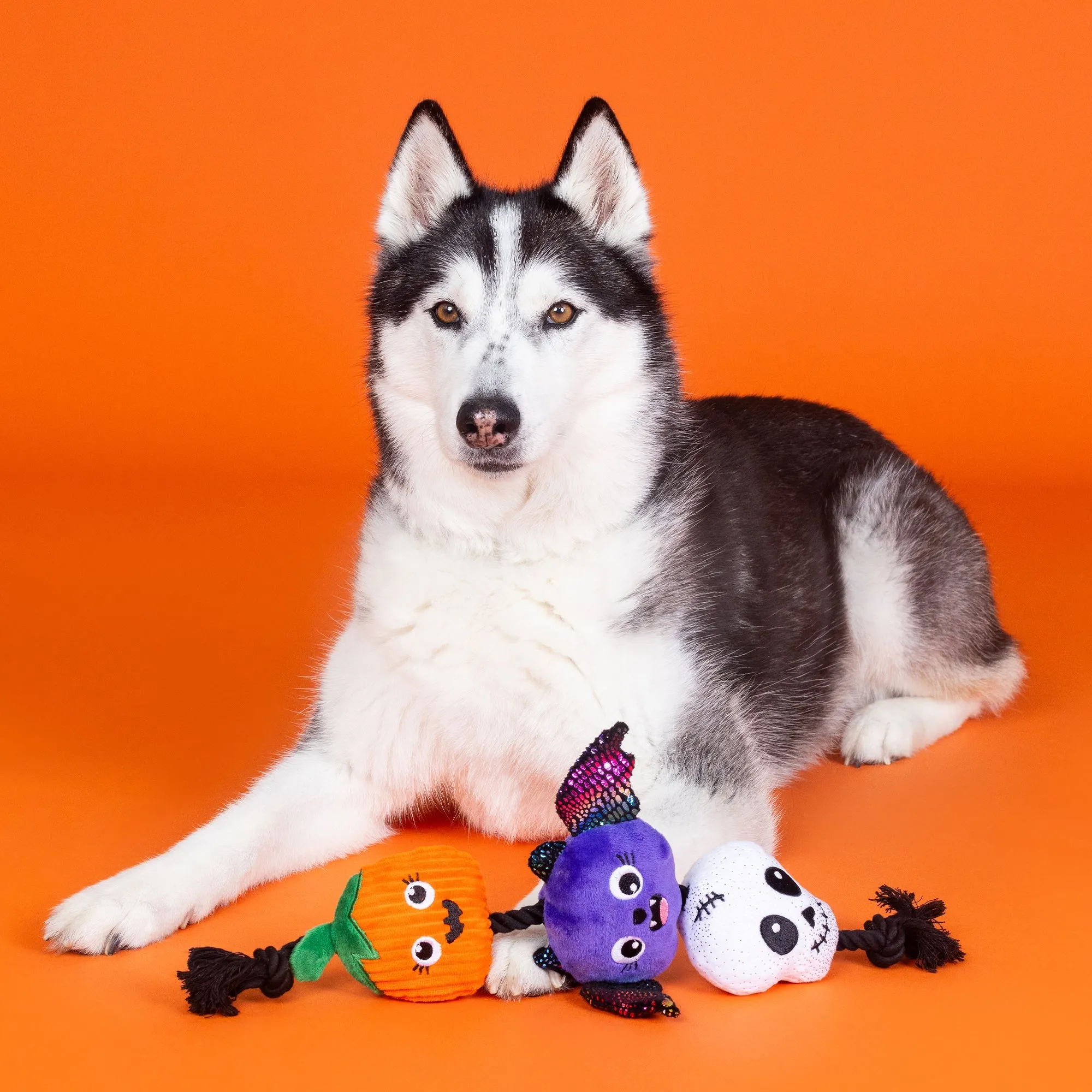skull bat pumpkin rope dog toy