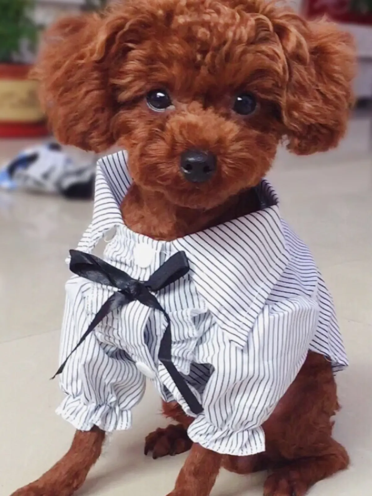 Striped Summer Pet Dress with Ruffles and Bowknot