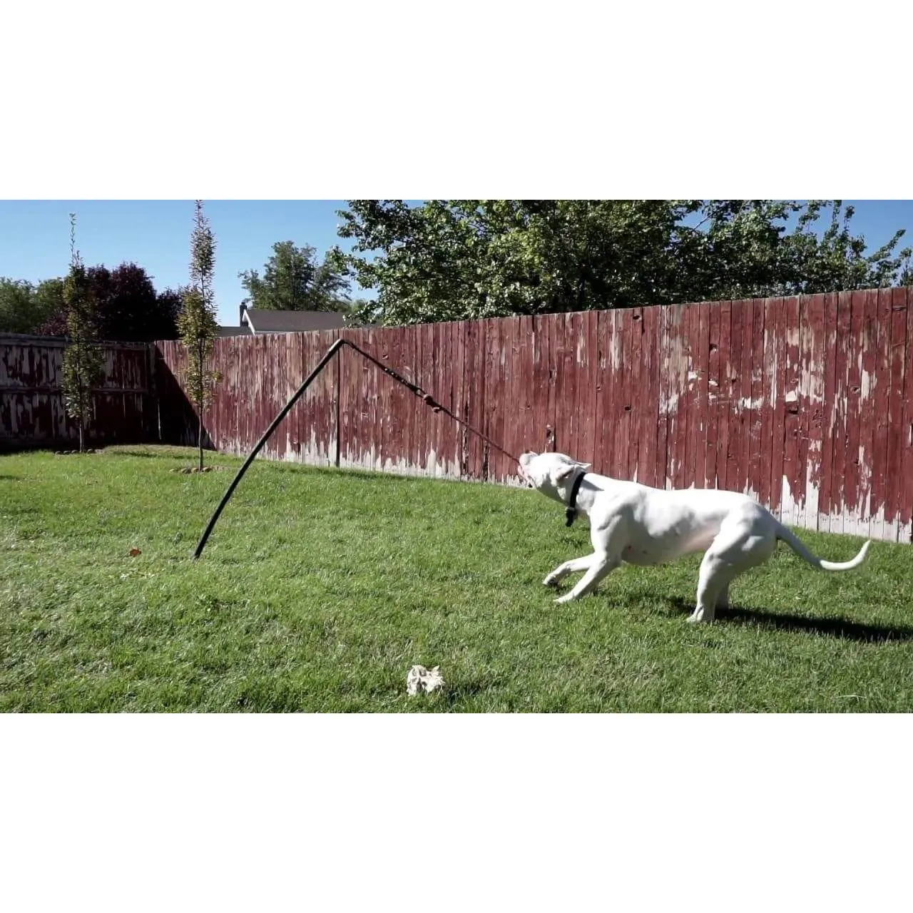 Tether Tug - Big Tether Tug (For 70  pound dogs)