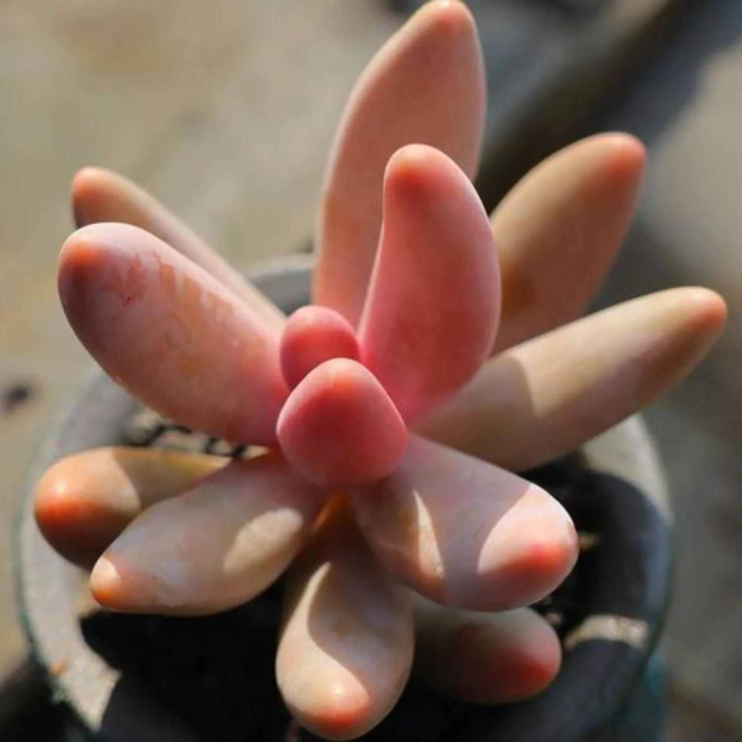x Pachysedum 'Ganzhou'
