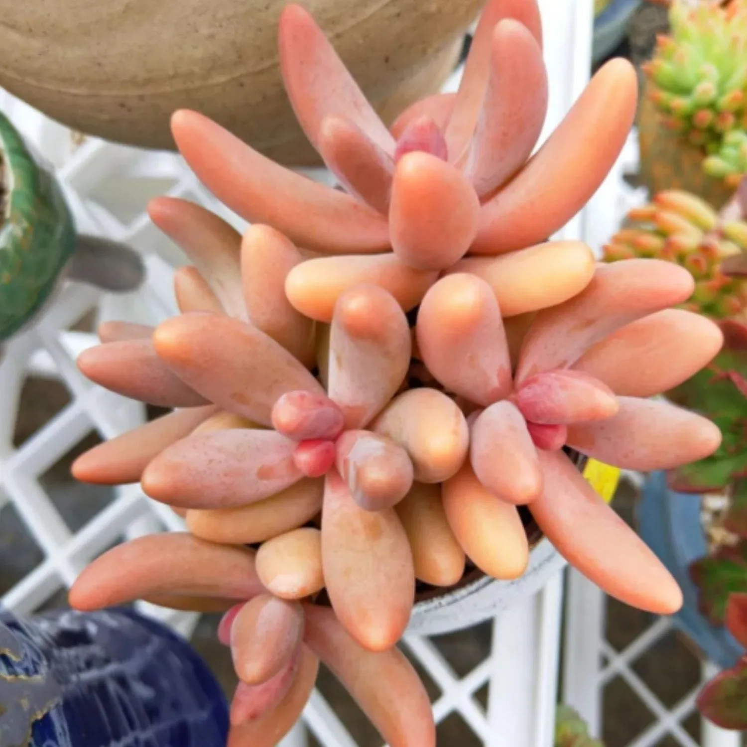 x Pachysedum 'Ganzhou'